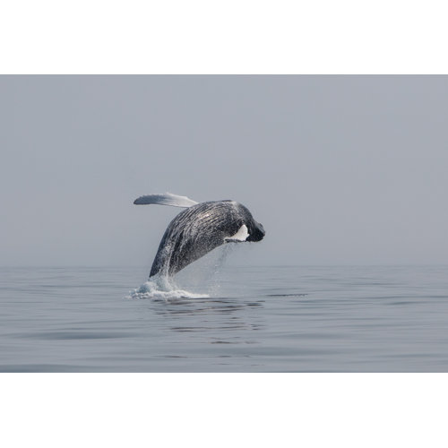 Highland Dunes Humpback Whale Wrapped Canvas Photograph Wayfair